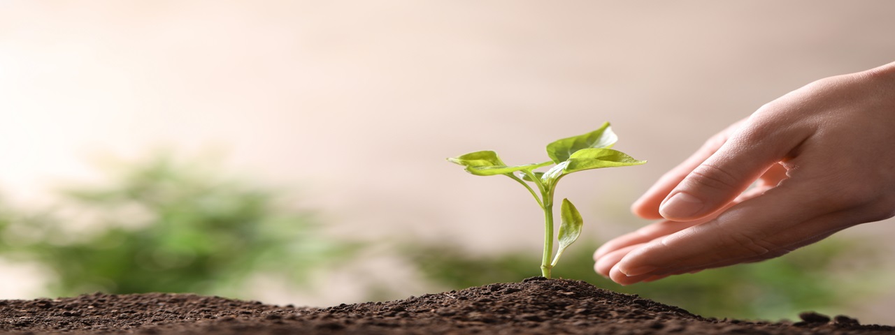 Planting a tree